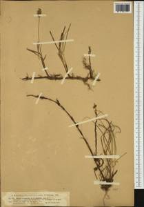 Carex arenaria L., Western Europe (EUR) (Germany)