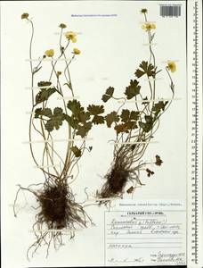 Ranunculus crassifolius (Rupr.) Grossh., Caucasus, North Ossetia, Ingushetia & Chechnya (K1c) (Russia)