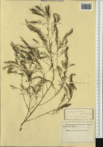 Asparagus tenuifolius Lam., Western Europe (EUR) (Not classified)