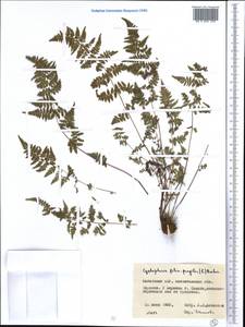 Cystopteris fragilis (L.) Bernh., Middle Asia, Northern & Central Kazakhstan (M10) (Kazakhstan)