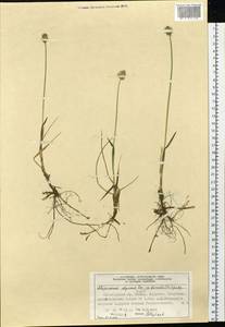 Alopecurus magellanicus Lam., Siberia, Central Siberia (S3) (Russia)