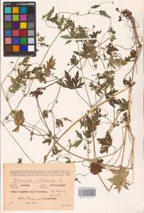 Geranium sibiricum L., Eastern Europe, Middle Volga region (E8) (Russia)