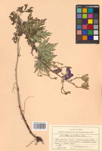 Aconitum jaluense subsp. jaluense, Siberia, Russian Far East (S6) (Russia)