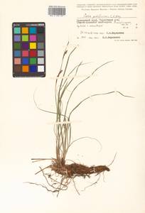 Carex pediformis var. pediformis, Siberia, Russian Far East (S6) (Russia)