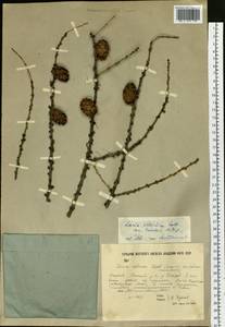 Larix sibirica Ledeb., Siberia, Yakutia (S5) (Russia)