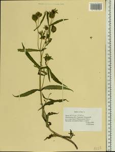 Bidens cernua L., Eastern Europe, Moscow region (E4a) (Russia)