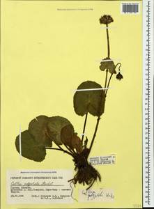 Caltha palustris var. polypetala (Hochst. ex Lorent) Huth, Caucasus, Georgia (K4) (Georgia)