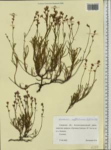 Limonium suffruticosum (L.) Kuntze, Eastern Europe, Middle Volga region (E8) (Russia)