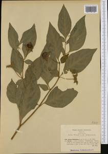 Atropa belladonna L., Western Europe (EUR) (Italy)