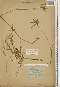 Bothriochloa ischaemum (L.) Keng, Caucasus, Stavropol Krai, Karachay-Cherkessia & Kabardino-Balkaria (K1b) (Russia)