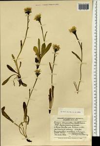 Crepis chrysantha (Ledeb.) Turcz., Mongolia (MONG) (Mongolia)