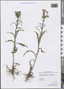 Crepis tectorum L., Eastern Europe, Eastern region (E10) (Russia)