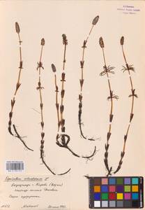 Equisetum sylvaticum L., Eastern Europe, Volga-Kama region (E7) (Russia)