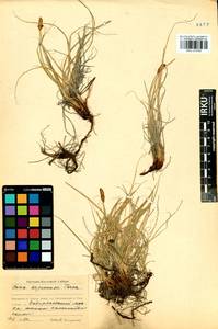 Carex argunensis Turcz. ex Trevir., Siberia, Baikal & Transbaikal region (S4) (Russia)