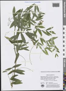Lathyrus palustris L., Eastern Europe, Northern region (E1) (Russia)