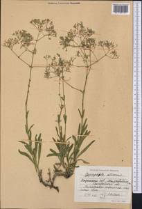 Gypsophila altissima L., Middle Asia, Northern & Central Kazakhstan (M10) (Kazakhstan)