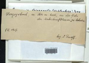 Bazzania tricrenata (Wahlenb.) Lindb., Bryophytes, Bryophytes - Western Europe (BEu) (Germany)