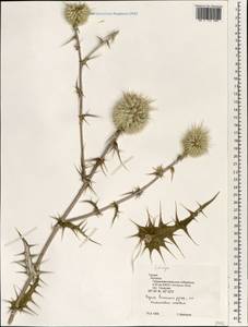 Echinops, South Asia, South Asia (Asia outside ex-Soviet states and Mongolia) (ASIA) (Turkey)