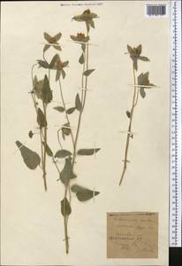 Codonopsis clematidea (Schrenk) C.B.Clarke, Middle Asia, Western Tian Shan & Karatau (M3) (Kyrgyzstan)