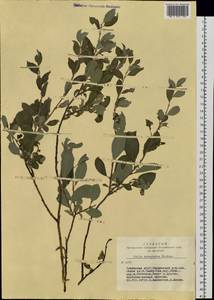 Salix bebbiana Sarg., Siberia, Altai & Sayany Mountains (S2) (Russia)