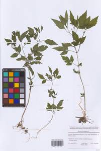 Bidens frondosa L., Eastern Europe, Moscow region (E4a) (Russia)
