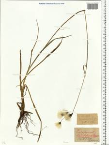 Eriophorum latifolium Hoppe, Eastern Europe, Northern region (E1) (Russia)