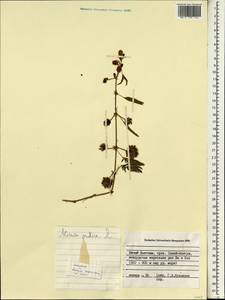 Mimosa pudica L., South Asia, South Asia (Asia outside ex-Soviet states and Mongolia) (ASIA) (Vietnam)