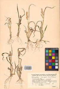 Echinochloa crus-galli (L.) P.Beauv., Siberia, Russian Far East (S6) (Russia)