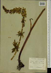 Aconitum orientale Mill., Caucasus, South Ossetia (K4b) (South Ossetia)