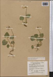 Viola langsdorfii, America (AMER) (Canada)