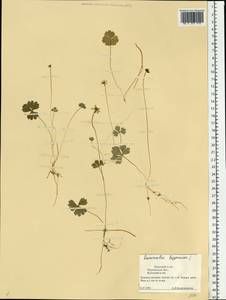 Coptidium lapponicum (L.) Á. Löve & D. Löve, Eastern Europe, Northern region (E1) (Russia)