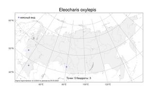 Eleocharis oxylepis (Meinsh.) B.Fedtsch., Atlas of the Russian Flora (FLORUS) (Russia)