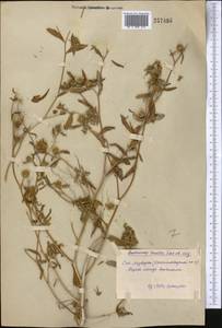 Cousinia tenella Fisch. & C. A. Mey., Middle Asia, Syr-Darian deserts & Kyzylkum (M7) (Uzbekistan)