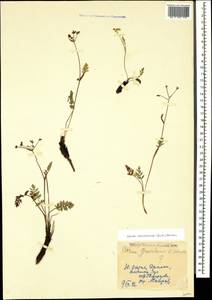 Carum caucasicum (M. Bieb.) Boiss., Caucasus, South Ossetia (K4b) (South Ossetia)