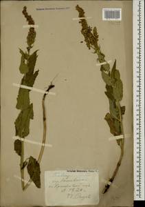 Salvia nemorosa L., Caucasus, Stavropol Krai, Karachay-Cherkessia & Kabardino-Balkaria (K1b) (Russia)