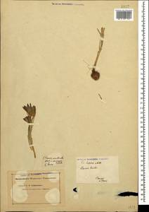 Crocus reticulatus Steven ex Adam, Caucasus (no precise locality) (K0)