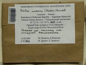 Pohlia nutans (Hedw.) Lindb., Bryophytes, Bryophytes - North Caucasus & Ciscaucasia (B12) (Russia)