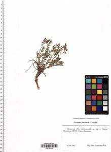 Oxytropis floribunda (Pall.) DC., Eastern Europe, Middle Volga region (E8) (Russia)