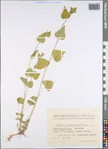 Alliaria petiolata (M.Bieb.) Cavara & Grande, Eastern Europe, Lower Volga region (E9) (Russia)