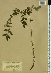 Agrimonia eupatoria L., Eastern Europe, West Ukrainian region (E13) (Ukraine)