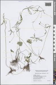Ranunculus auricomus L., Eastern Europe, Central region (E4) (Russia)