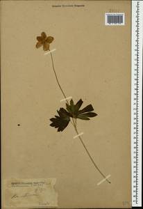 Anemone sylvestris L., Caucasus, Stavropol Krai, Karachay-Cherkessia & Kabardino-Balkaria (K1b) (Russia)