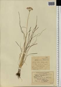 Allium angulosum L., Eastern Europe, Lower Volga region (E9) (Russia)