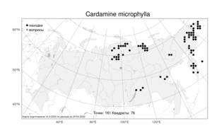 Cardamine microphylla Adams, Atlas of the Russian Flora (FLORUS) (Russia)