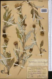 Syreitschikovia spinulosa (Franch.) Pavlov, Middle Asia, Western Tian Shan & Karatau (M3)