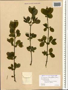 Euonymus leiophloeus Stev., Caucasus, Black Sea Shore (from Novorossiysk to Adler) (K3) (Russia)