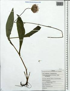 Cirsium pannonicum (L. fil.) Link, Eastern Europe, Western region (E3) (Russia)