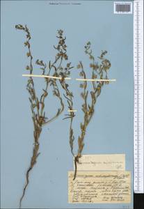 Pseudoheterocaryum rigidum (A. DC.) Kaz. Osaloo & Saadati, Middle Asia, Western Tian Shan & Karatau (M3) (Kazakhstan)