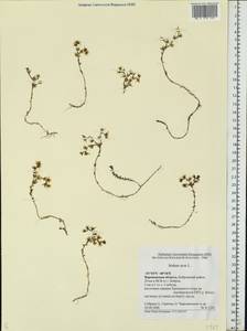 Sedum acre L., Eastern Europe, Central forest-and-steppe region (E6) (Russia)