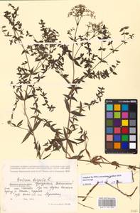 Galium boreale L., Eastern Europe, Volga-Kama region (E7) (Russia)